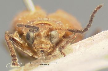 Media type: image; Entomology 18462   Aspect: head frontal view